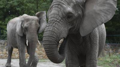 Зоозащитники рассказали, что африканские слоны находятся на грани вымирания