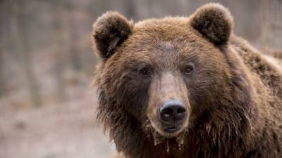 Медведь забрался на территорию частного дома в США и искупался в джакузи