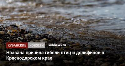 Названа причина гибели птиц и дельфинов в Краснодарском крае