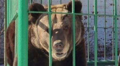 Ярославцы требуют выпустить медведицу Машу