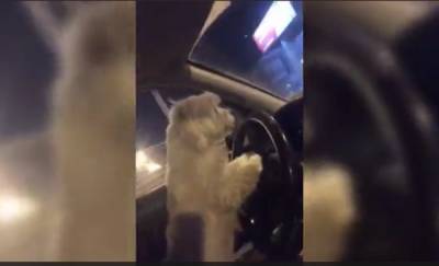 В Тюмени женщина посадила за руль машины собаку