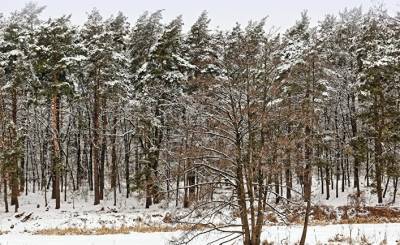 Главред: Украина готова вывозить лес на радость Евросоюзу