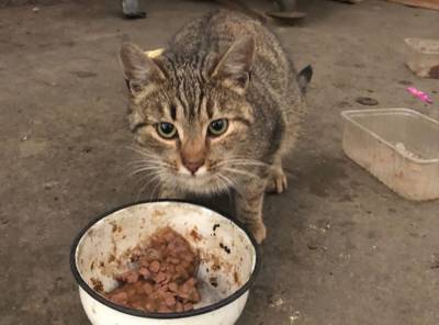 Петербуржцев просят помочь котам «Севкабеля»