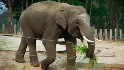 В Ботсване по неизвестным причинам гибнут дикие слоны
