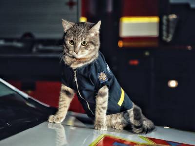 Среди киевских спасателей служит кот со званием майора – ГСЧС