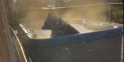 В США дикий медведь наведался в загородный дом, где вдоволь отдохнул в джакузи, подготовленную туристом для себя - ТЕЛЕГРАФ