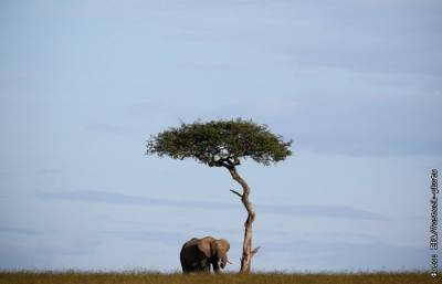 Зоозащитники предупредили об угрозе вымирания африканских слонов