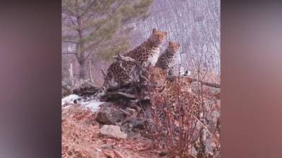 Редкие кадры: в Приморье самка леопарда с котятами попали на видео