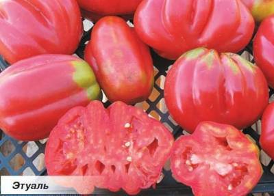 Сорта томатов — Ред Аллерт, Близнецы, Сахарная сливка, Этуаль, Гадеи пис и Тлаколула