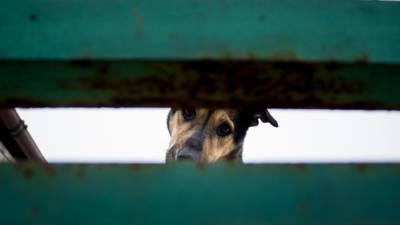 Власти Сахалина выделили 2 млн рублей помогающим животным организациям