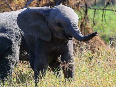 Стало известно, сколько стоит убить слона в Африке