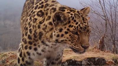 Самка редкого леопарда с тремя детенышами попала в объектив камеры