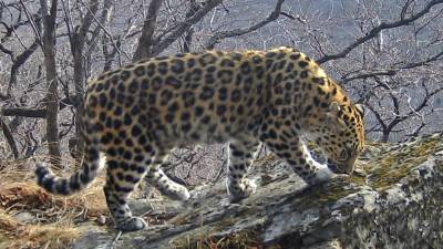 Самка леопарда с котятами попала на видео в нацпарке Приморья