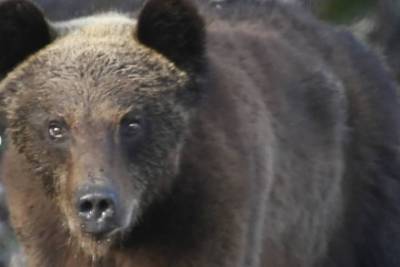 В Бурятии медведи проснулись на месяц раньше обычного
