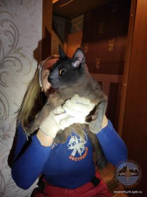 В Шпаньково спасли кота, четыре дня просидевшего в вентшахте