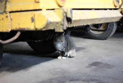 Бывшие работники закрывшегося «Севкабеля» пытаются спасти заводских кошек