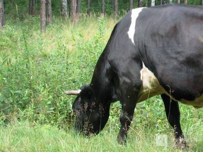 Животноводческий комплекс на 400 коров появится в Воротынском районе