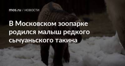 В Московском зоопарке родился малыш редкого сычуаньского такина
