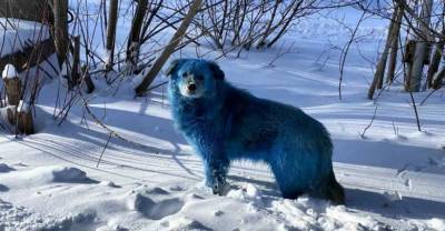 Синим собакам из Дзержинска нашли "работу" в городской мэрии