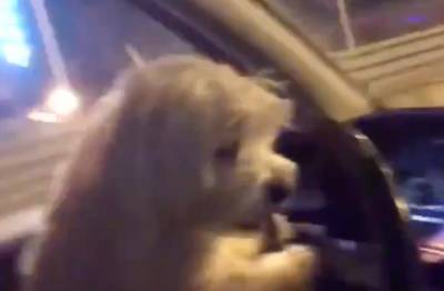 Россиянка дала порулить автомобилем собаке ради хайпа в Instagram — видео