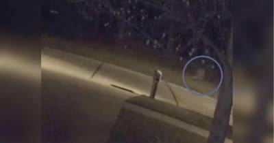 Американский полицейский заметил на улице девочку-призрака, которая попала на видео