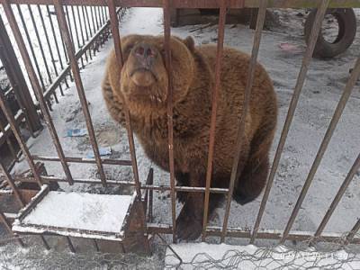 В тесной клетке и без воды: В Ленобласти оштрафовали хозяина медведицы за плохие условия ее содержания