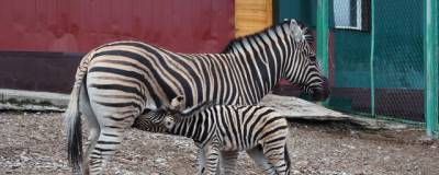 В Красноярске в парке «Роев ручей» родился детеныш зебры