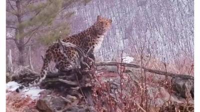 Встреча краснокнижных леопардов с неизвестным зверем попала на видео