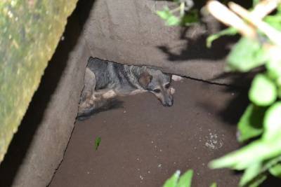 В Смоленске спасатели помогли собаке, провалившейся в трехметровую яму
