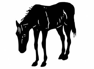 Жительница Дзержинска обвиняется в жестоком обращении с лошадьми
