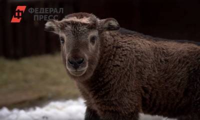 В Московском зоопарке родился необычный детеныш: кто такие такины