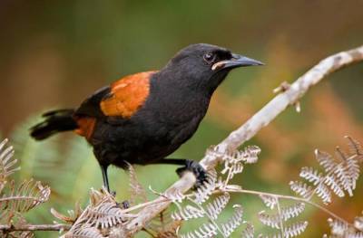 Птица, несущая смерть: Она живет в непроходимых лесах и убивает при помощи одного из самых сильных ядов