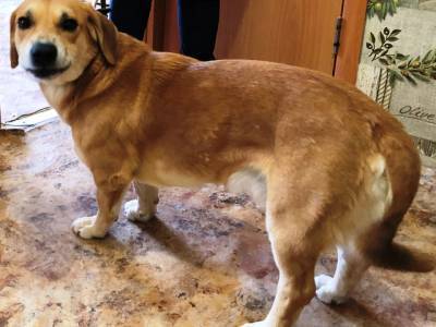 В Челябинской области вынесли приговор хозяйке пса, напавшего на ребенка