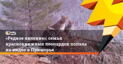 «Редкое явление»: семья краснокнижных леопардов попала навидео вПриморье