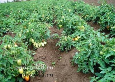 Приемы выращивания рассады помидоров, подкормки и уход за ней