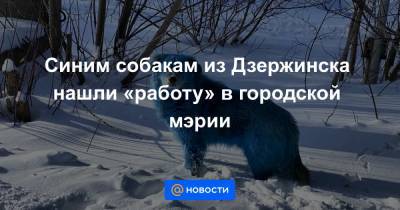 Синим собакам из Дзержинска нашли «работу» в городской мэрии