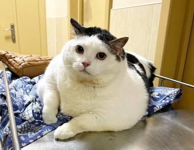 «А мы похудели до 18,2 кг!». Как изменилась жизнь самого большого кота в Беларуси
