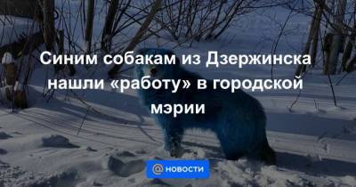 Синим собакам из Дзержинска нашли работу в городской мэрии