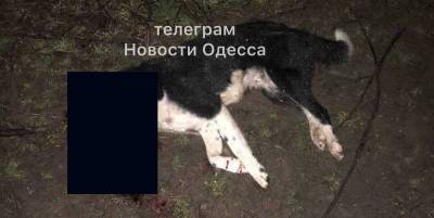 В селе Заря Одесской области 25 марта мужчина застрелил три собаки - Фото - ТЕЛЕГРАФ