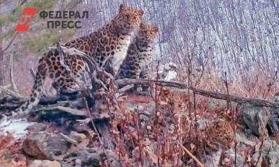 Редкие кадры: приморские ученые сняли четырех дальневосточных леопардов