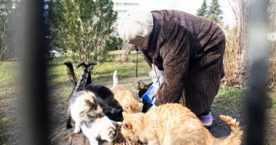 "Я их не брошу": пенсионерка из Отрадного 12 лет одна ухаживает за бездомными кошками