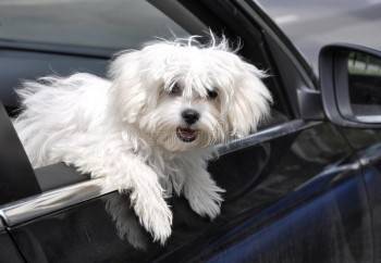 Женщина доверила собаке управлять автомобилем ради эффектного сторис