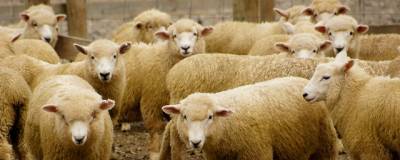 В Оренбургской области поголовье овец и коз сократилось почти на 30%