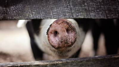 Россельхознадзор временно запретил ввоз свиней из Малайзии из-за АЧС