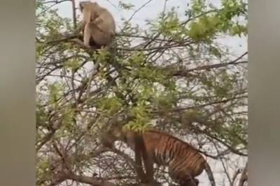 Просчитавшийся во время охоты на обезьяну тигр попал на видео