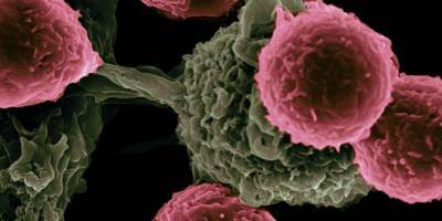 «Никогда такого не видели». Ученые научились «подсказывать» клеткам, как защищаться от рака — и это работает