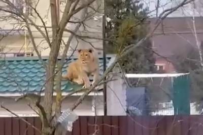 Львицу заметили на крыше дома в Подмосковье