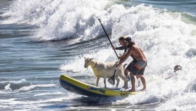 Серфингист покоряет волны вместе со своим козлом: забавное видео