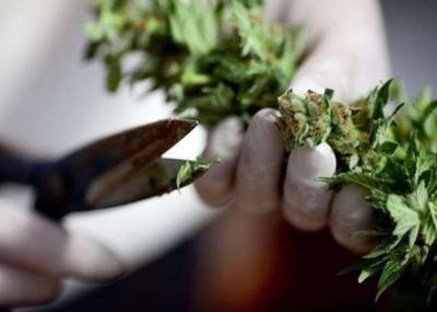 В США собираются легализовать марихуану