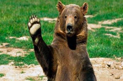 Медведь забрался в джакузи: хозяева издалека наблюдали за "гостем". ВИДЕО